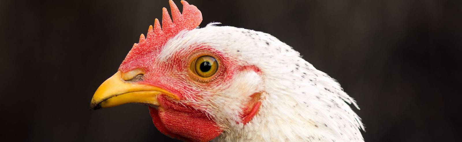 Close up image of a broiler chicken