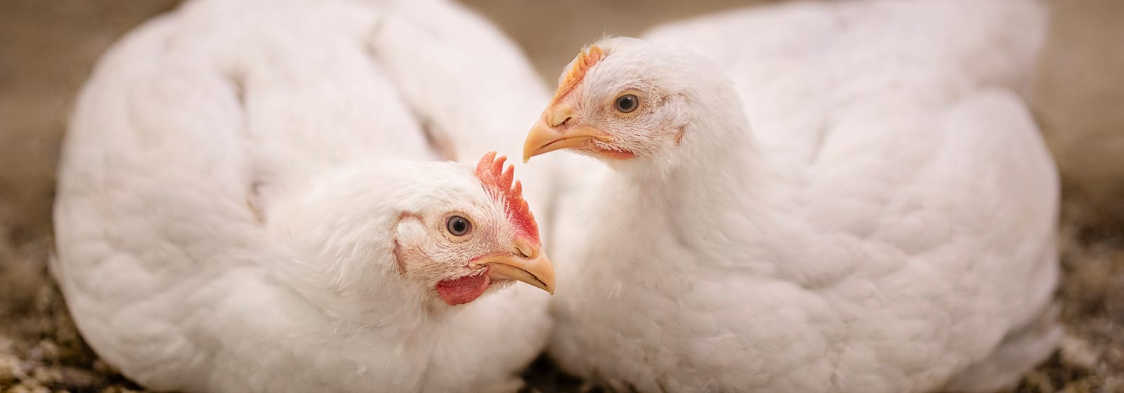 Two white chickens resting facing each other.