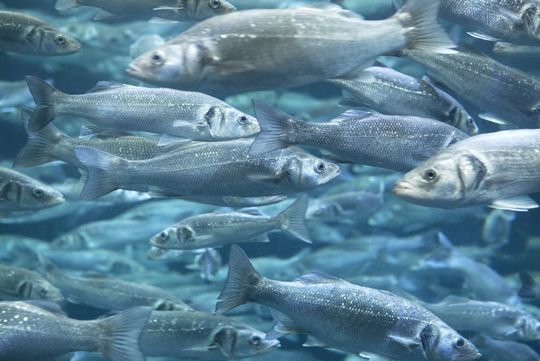 Seabass shoal