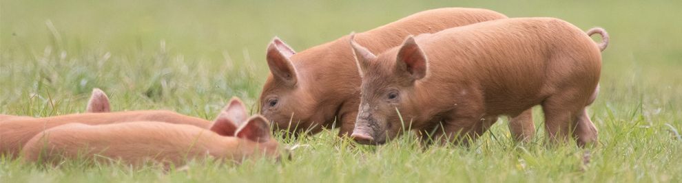 Knepp Estate brown pigs on grass