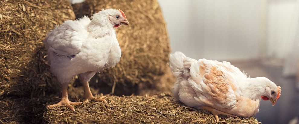 Two broiler chickens on bales.