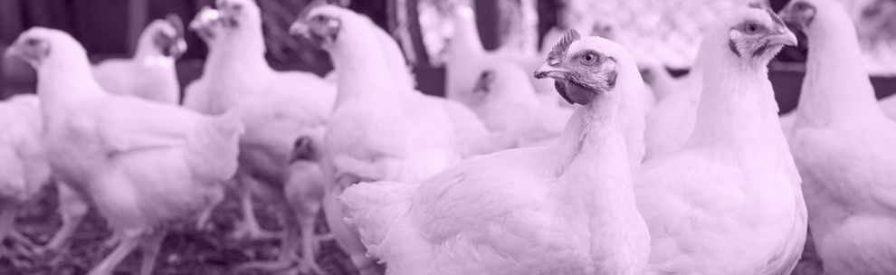 BBFAW tinted image of chickens