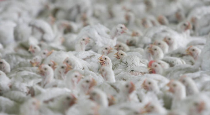 Tightly packed broiler chickens