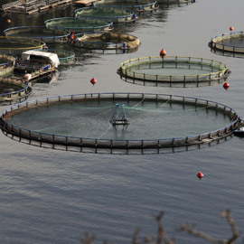 Fish Farming