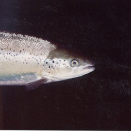 Close up of salmon