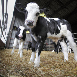 Dairy Calf Forum Report Front Cover