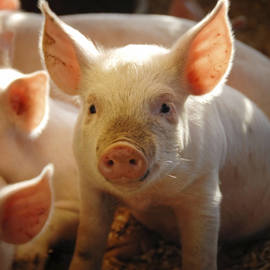 Piglets In Sunshine