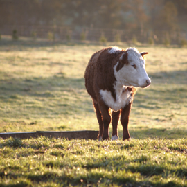Cow in field