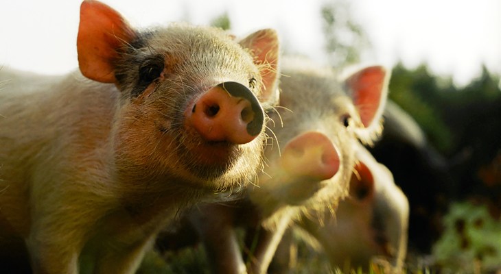 Two happy piglets in a field