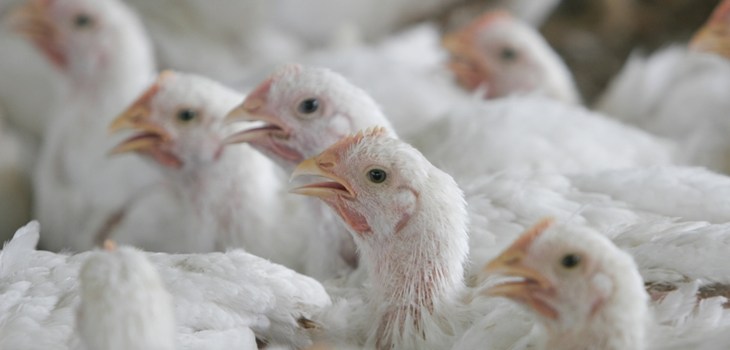 Close Up Of Intensive Broiler Chickens