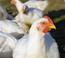 Broiler chickens