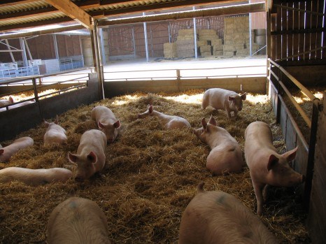 Indoor housing systems for dry sows
