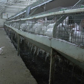 Greek Rabbitfarm Rabbitonfloor
