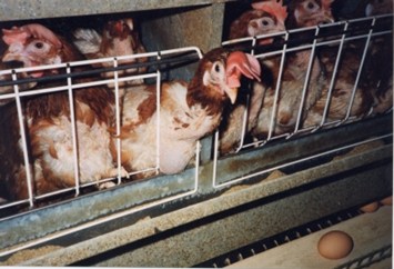 hens in barren battery cage