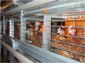 Enriched cage