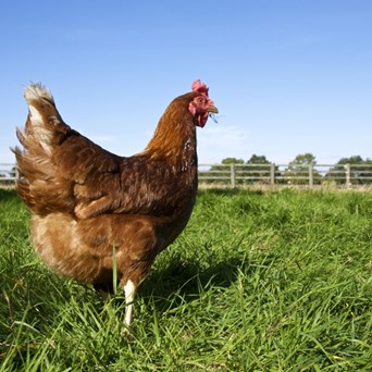 What is Animal Welfare? | Compassion in Food Business