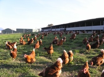 4 Free Range Laying Hens