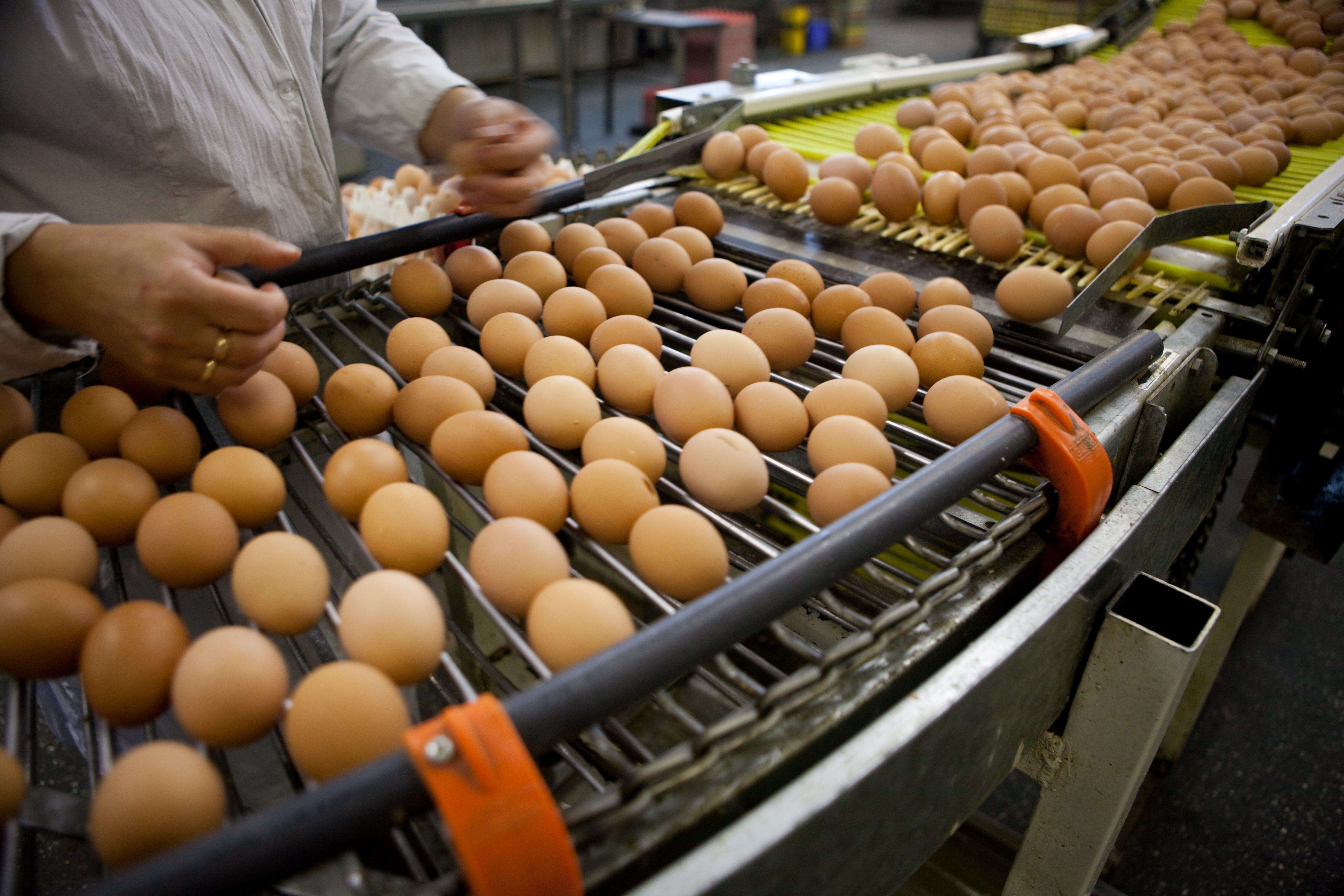 egg production accounting