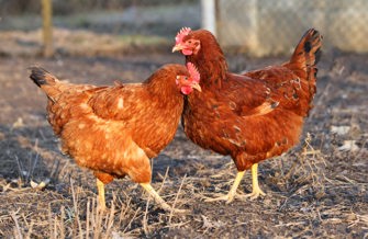Laying hens outdoors