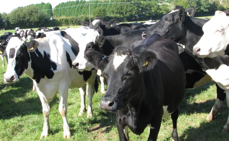 15 Organic Dairy Cows