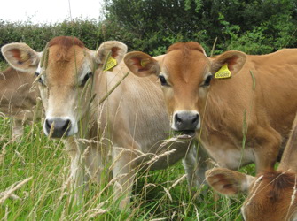 152 Hw Dairy Calves