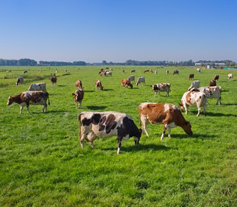 cows in field