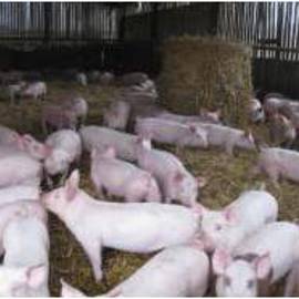 201 Hw Pigs