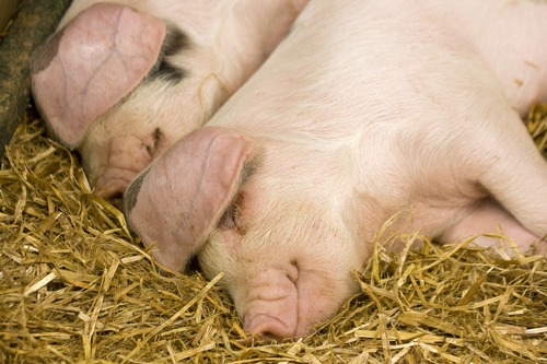 Pigs on straw