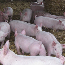 Casestudy Dent Pigs