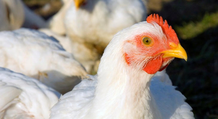 11 Broilers