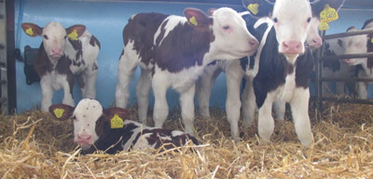 Dairy calves on straws