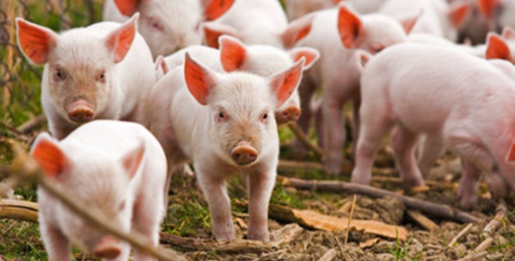 Piglets Foraging Outside