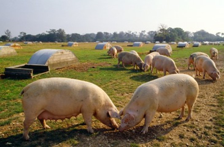 Pigs In Field