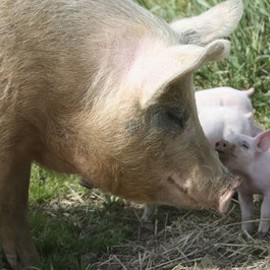Sow And Piglets On Grass
