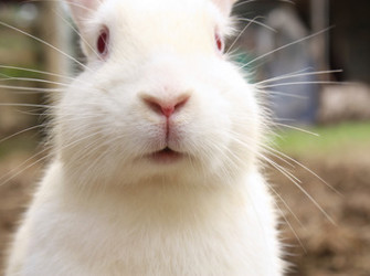 Rabbit face
