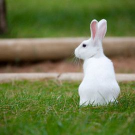 Rabbit In Field