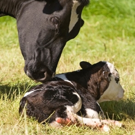 Dairy Calf With Mother On Grass