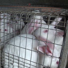 Resources: Rabbit Production | Compassion in Food Business