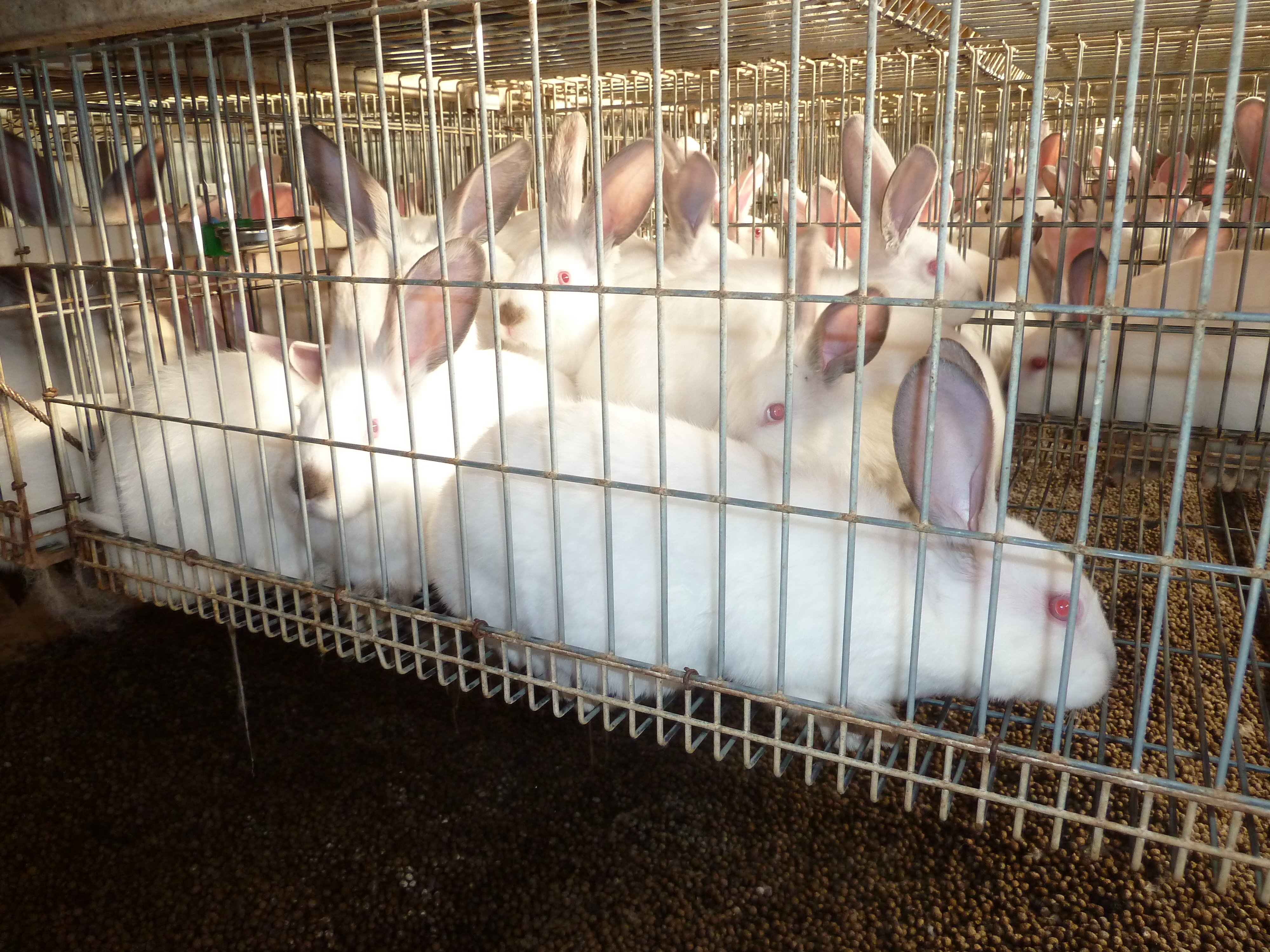 Caged rabbit production Compassion in Food Business