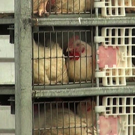 Broilers Awaiting Slaughter