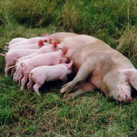 Sow and piglets lying on grass.jpg