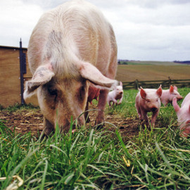 Sow and piglets.jpg