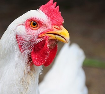 white hen square.jpg