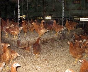 The importance of appropriate pullet rearing