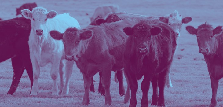 Panel Beef cattle.png