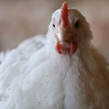 Quick publishes Better Chicken Commitment progress in France