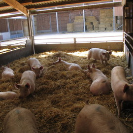 Sows on straw bedding.jpg