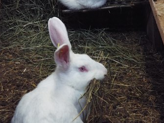 Kani Swiss rabbit.jpg