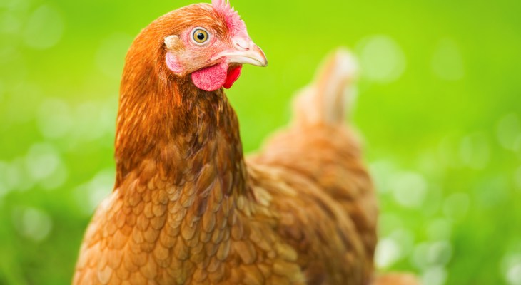 Gallina in un campo