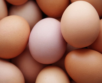 Eggs.jpg